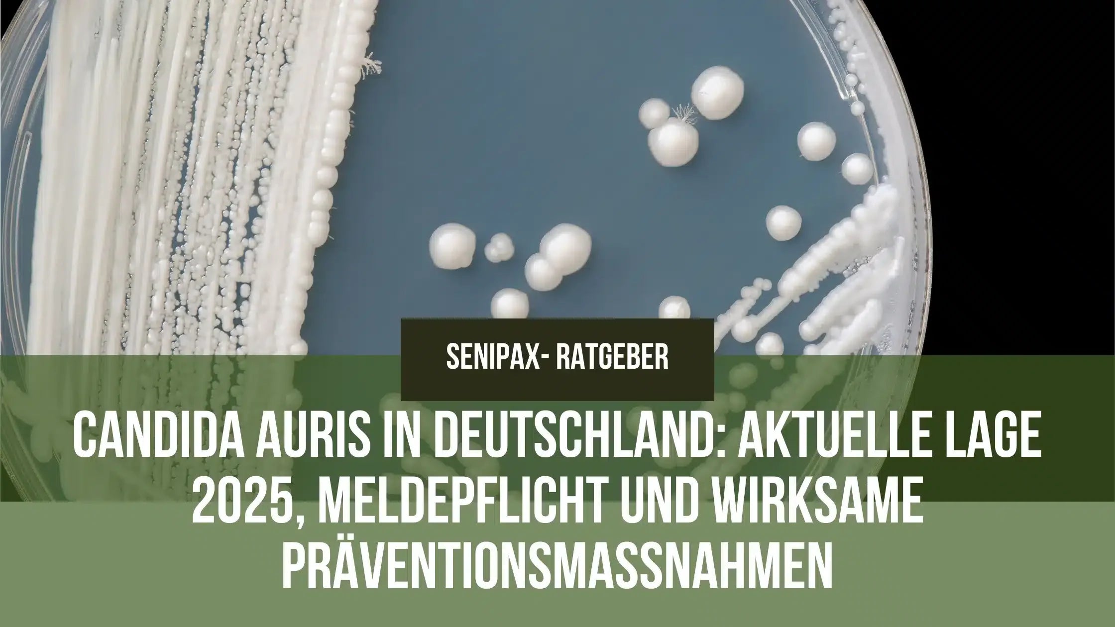 Candida auris in Deutschland: Aktuelle Lage, Meldepflicht und wirksame Präventionsmaßnahmen